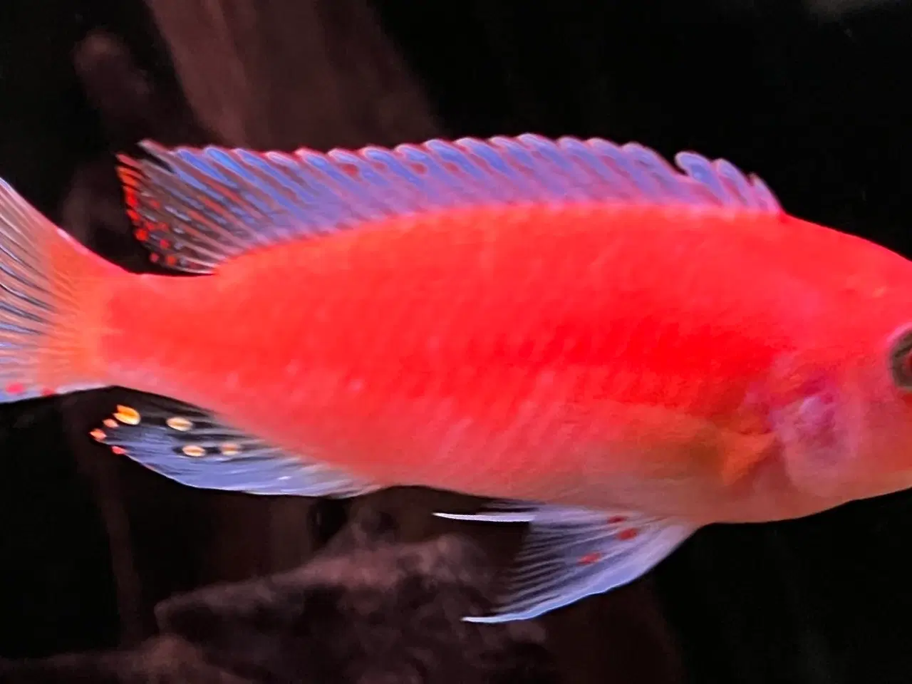 Billede 1 - F2 Maylandia Estherae Red Zebra  6 stk for 500kr