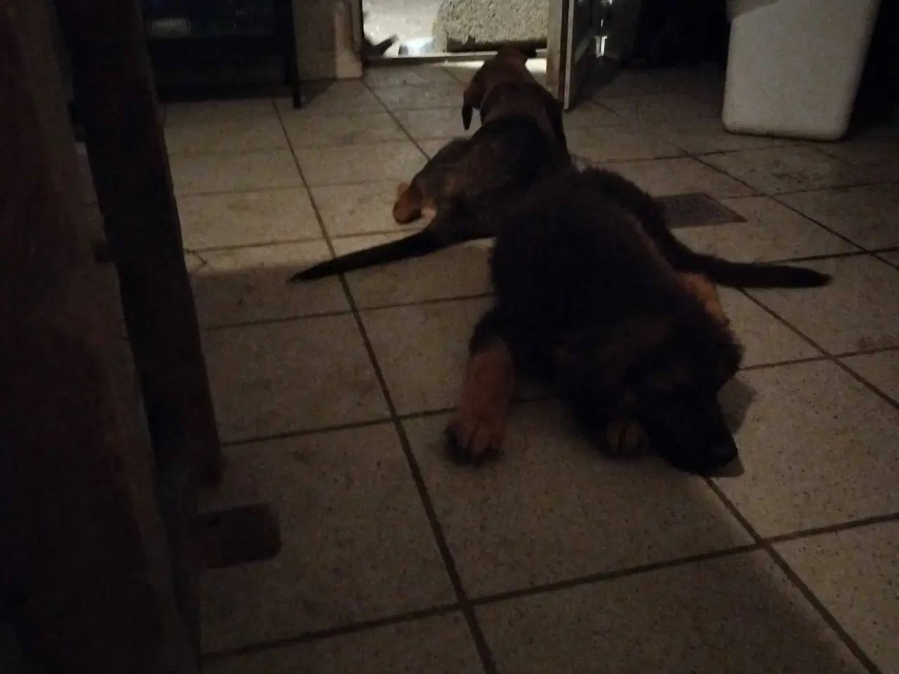 Billede 2 - Mor sankt Bernhard og far schæfer 