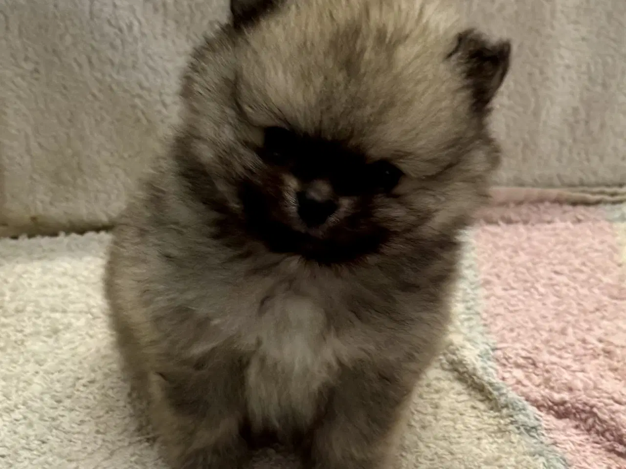 Billede 3 - Mini Pomeranian 