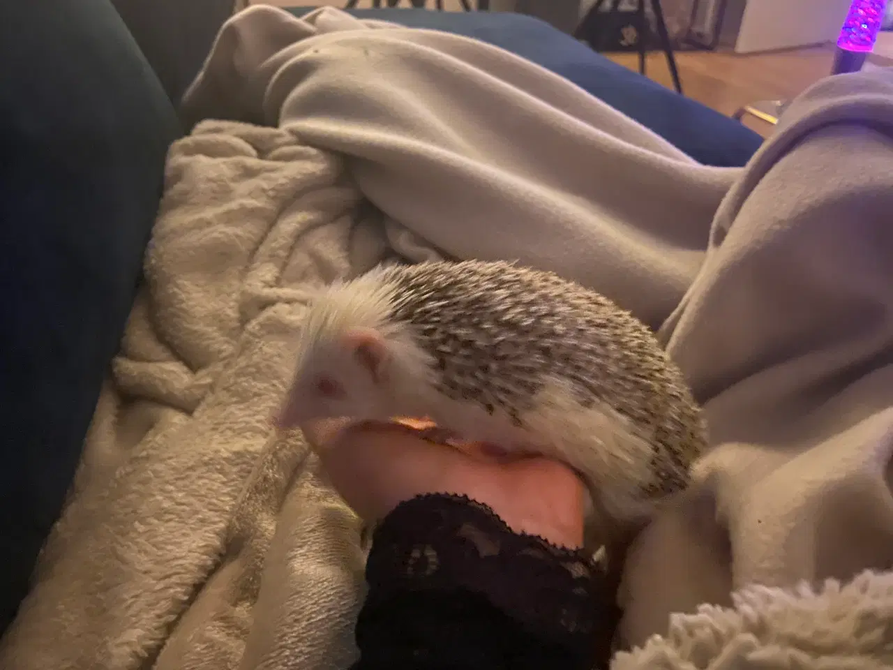 Billede 13 - Afrikansk Pygmæ Pindsvin
