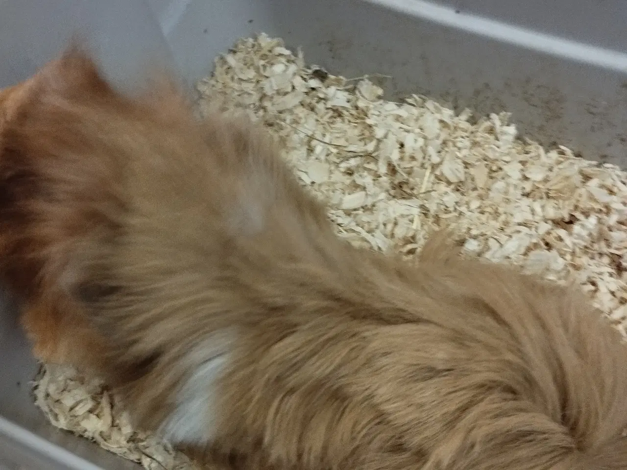 Billede 2 - 2 puruaner piger