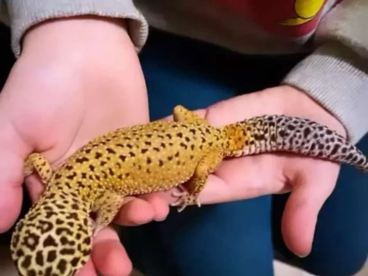 Billede 2 - Leopard Gekko Hun