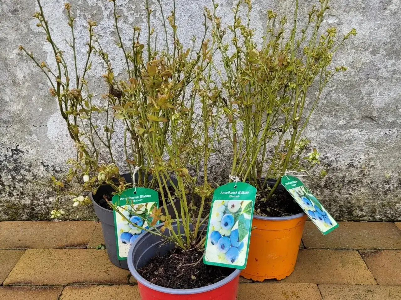 Billede 1 - Blåbær 3 stk