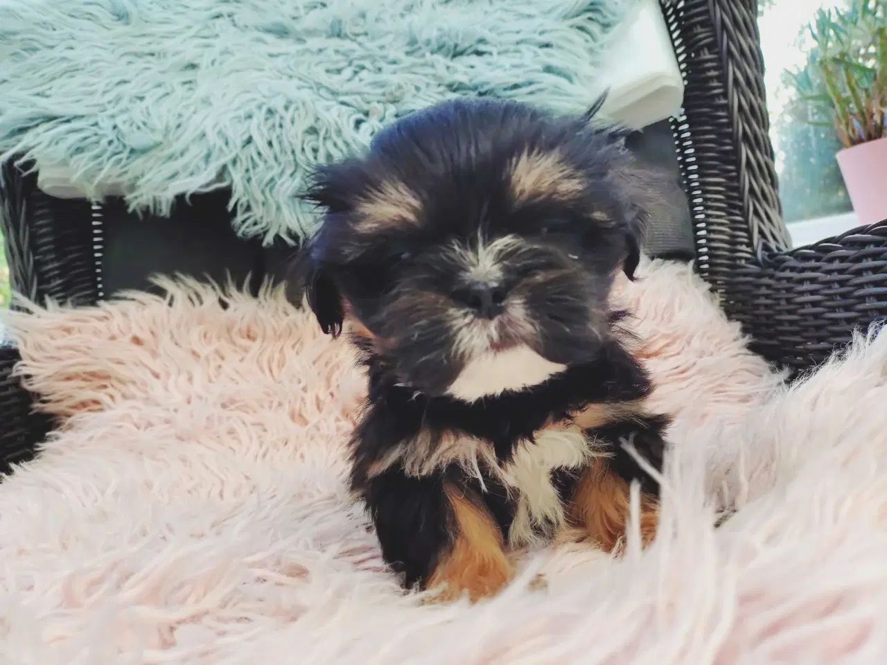 Billede 5 - Lhasa apso hvalpe med stambog 