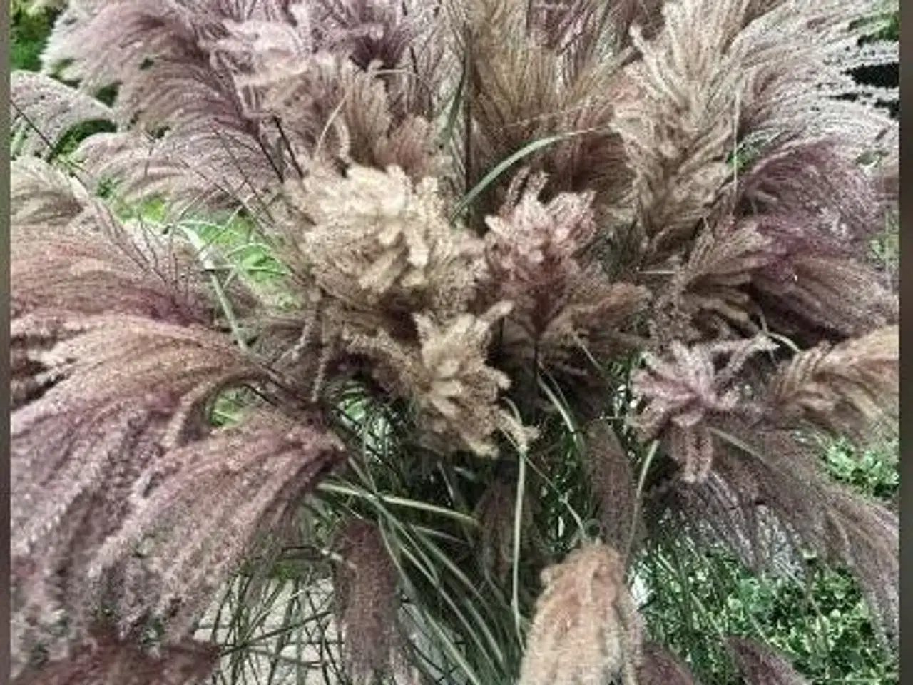 Billede 1 - Pampasgræsser til dekoration