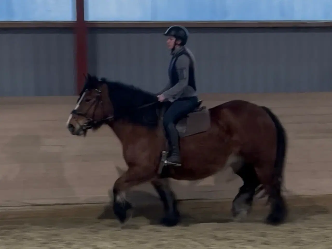 Billede 4 - Mor og datter hest