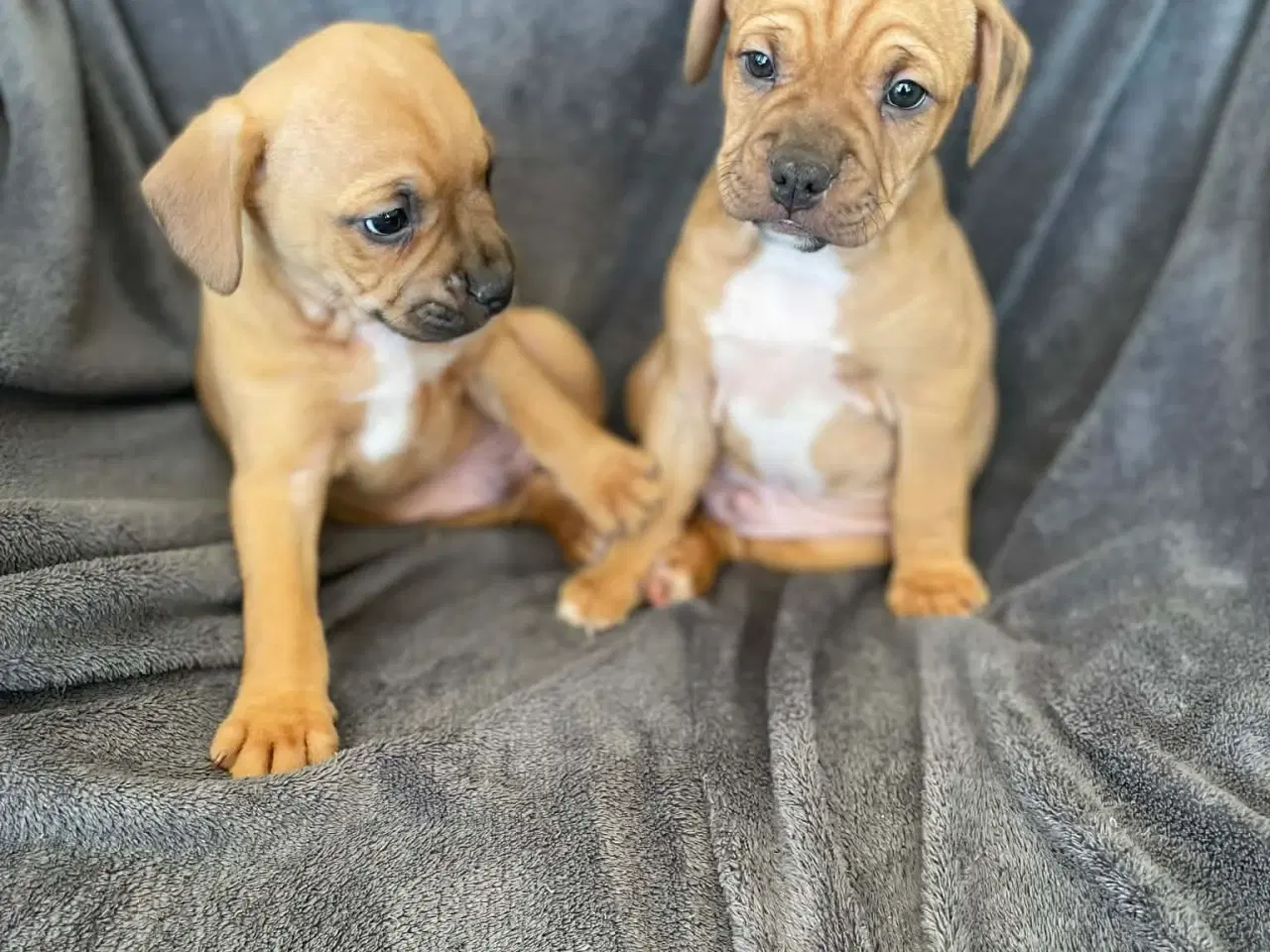 Billede 3 - Fransk-Dansk