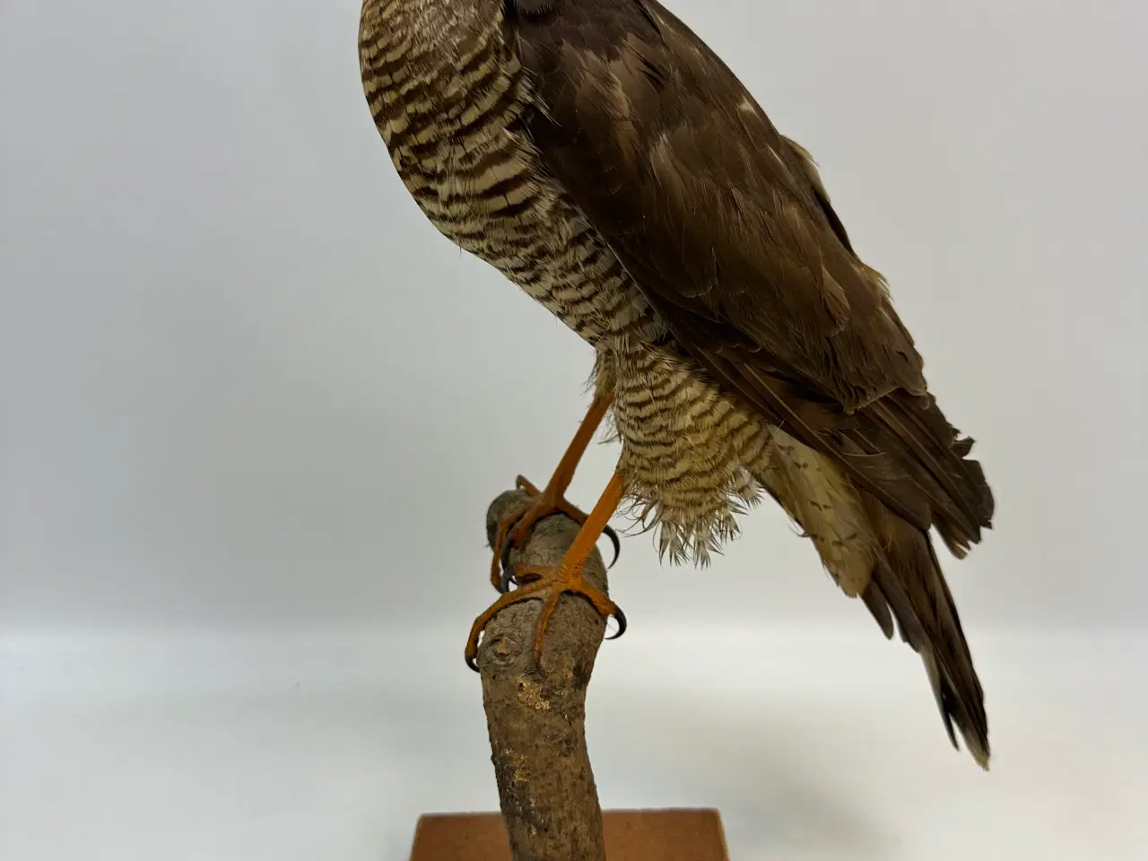 Billede 1 - Udstoppet Spurvehøg