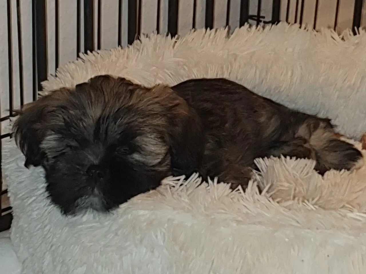 Billede 6 - Lhasa Apso - smukke Harley 🐾💕