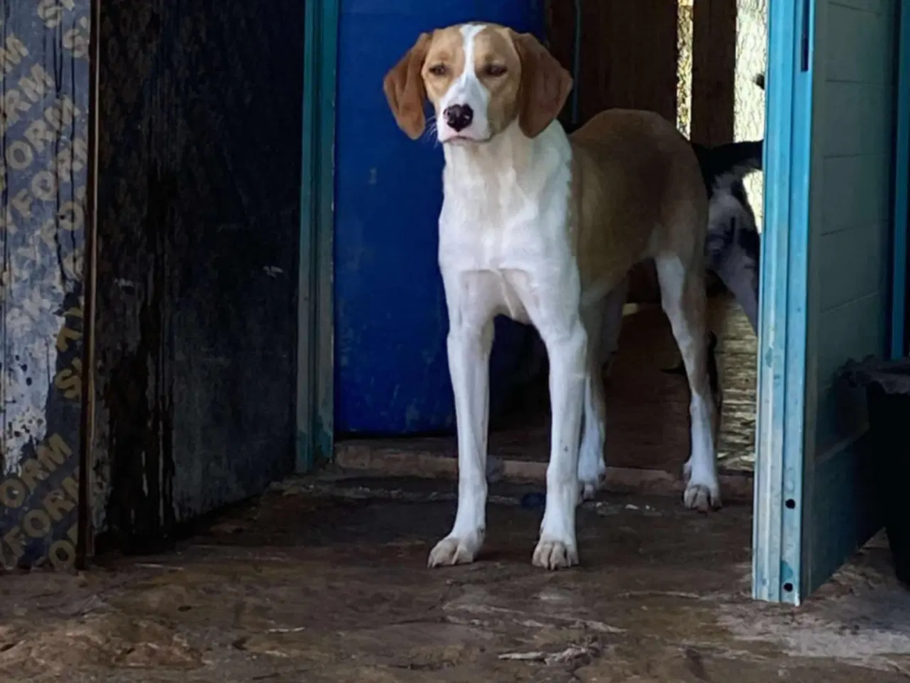 Billede 11 - Skønne Riga søger sit helt eget hjem