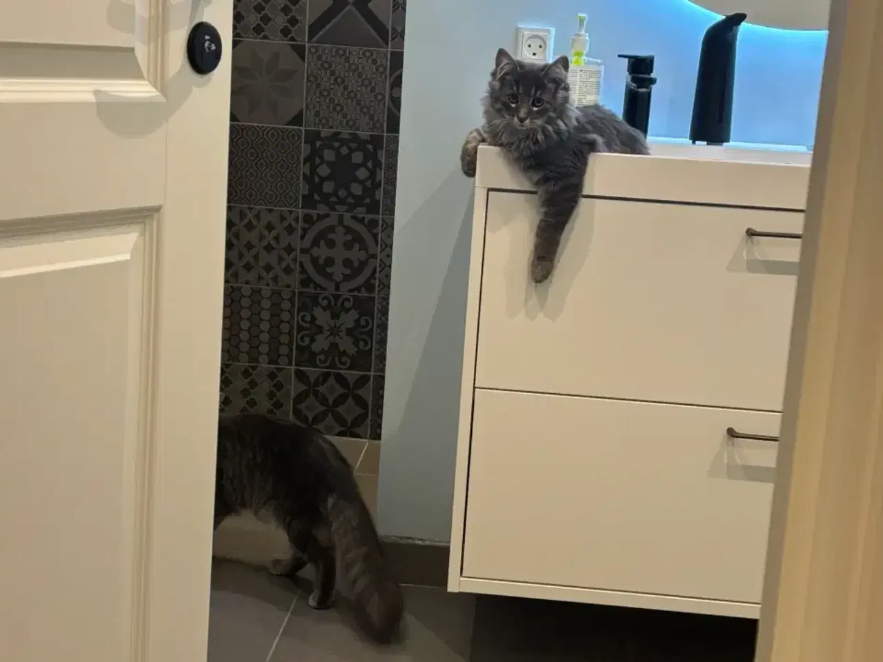 Billede 2 - Frida og Findus søger nyt hjem