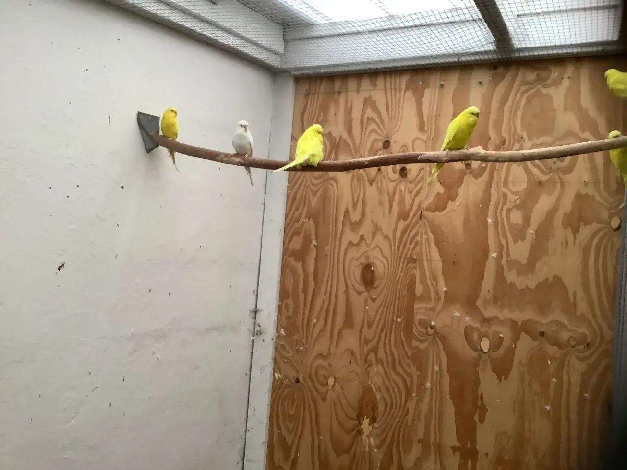 Billede 5 - 3,1 engelske undulater + 1 hvid med røde øjne