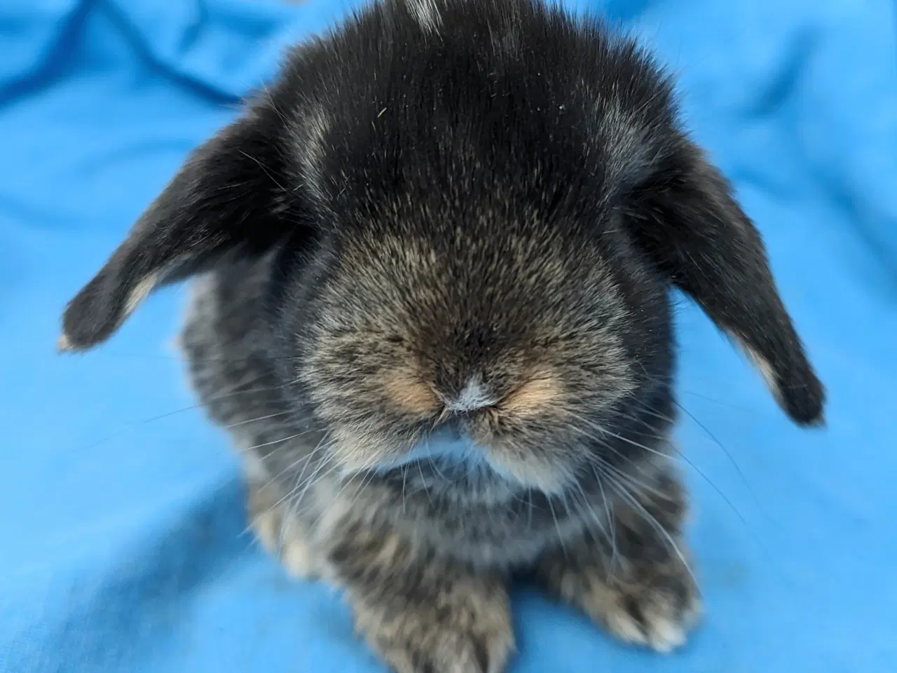 Billede 2 - Minilop kaninunge sælges