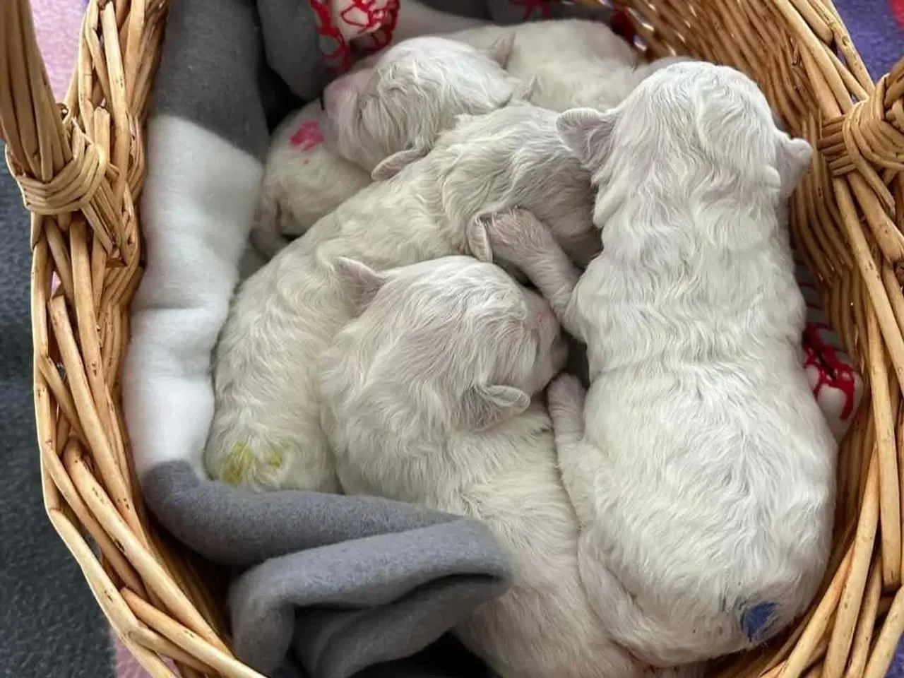 Billede 5 - Bichon frise tilbydes til avl. 