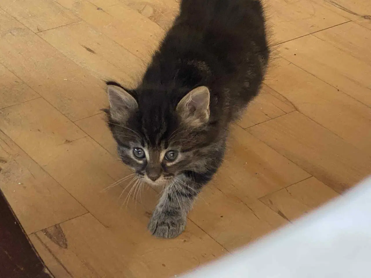 Billede 6 - Maine moon bl.a. med huskat