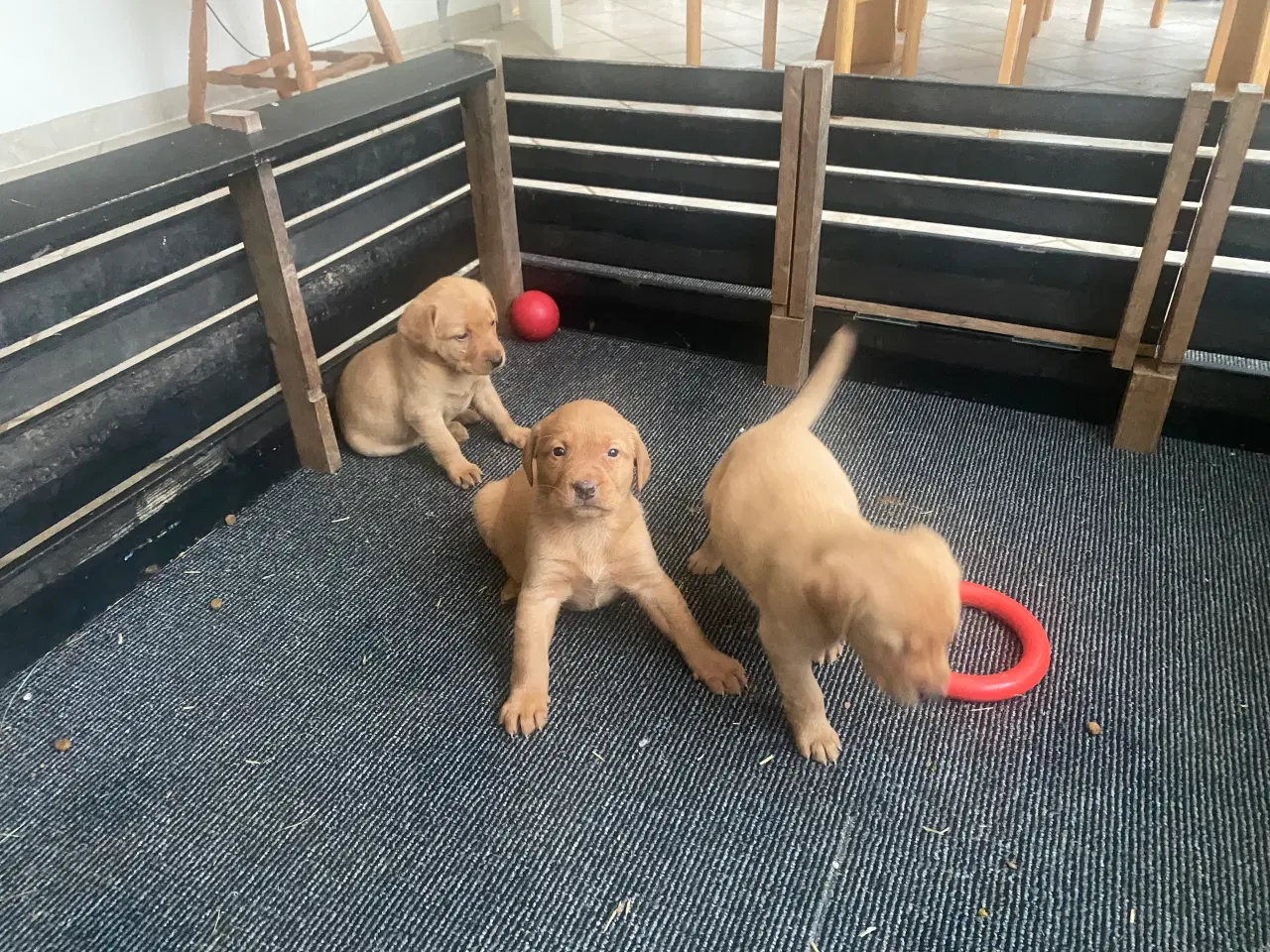 Billede 5 - Labrador Red Fox hvalpe