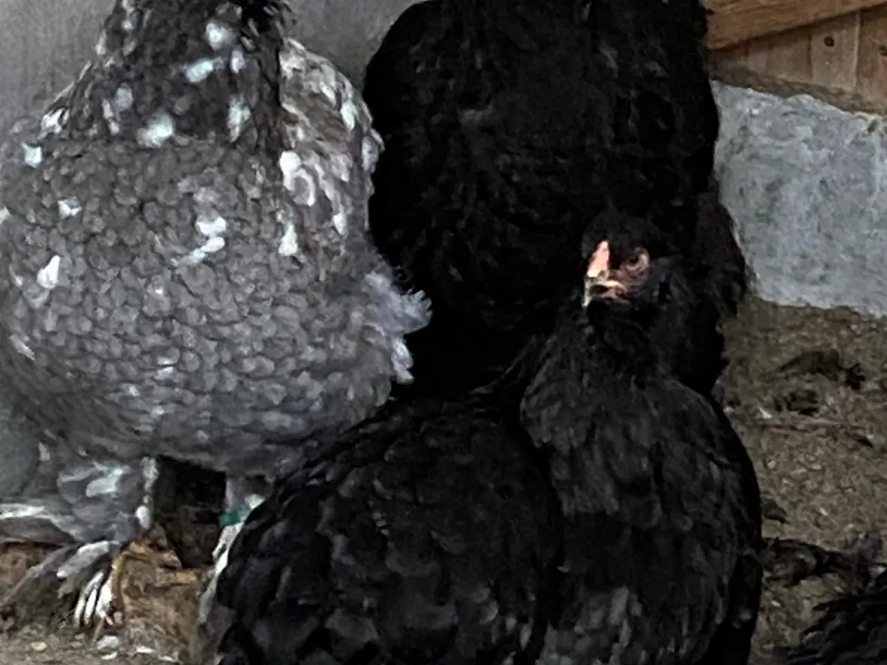 Billede 2 - Smukke Brahma damer