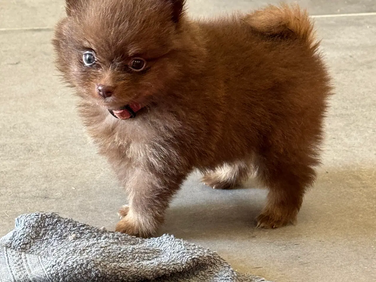 Billede 14 - Pomerania hvalpe 1 pige tilbage