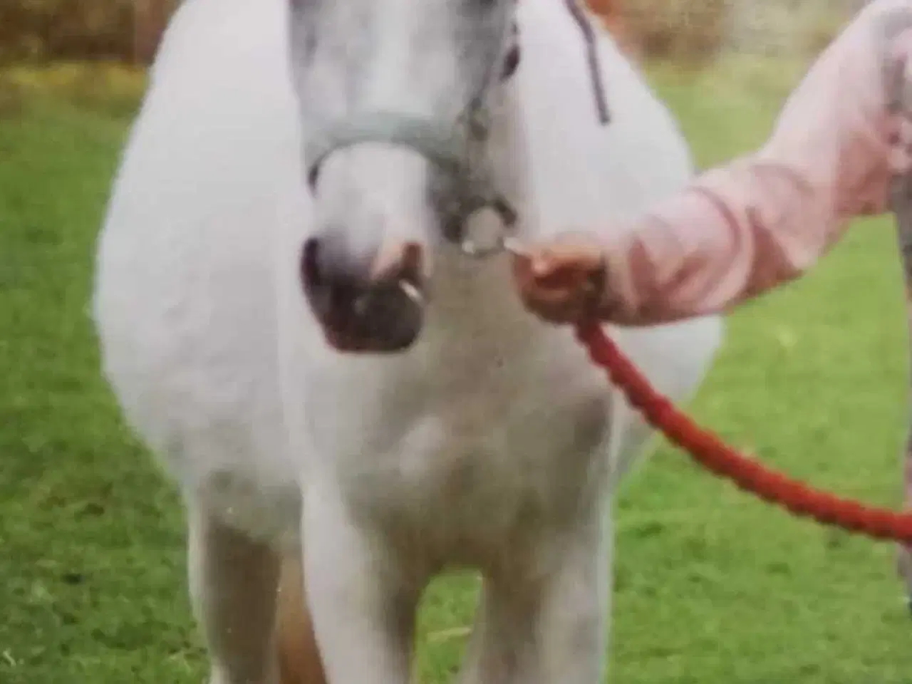 Billede 3 - Søger gratis projekt- eller problemhest🌸