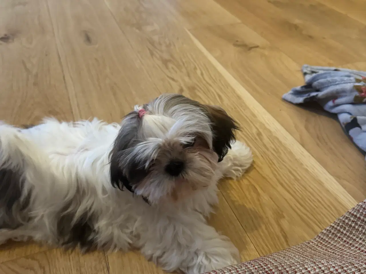 Billede 4 - En smuk, 3 måneder gammel shih tzu hvalp – Zara –