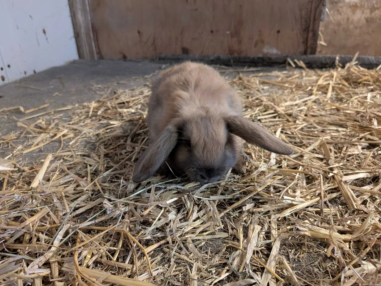 Billede 4 - 4 løvevædder kaninunger