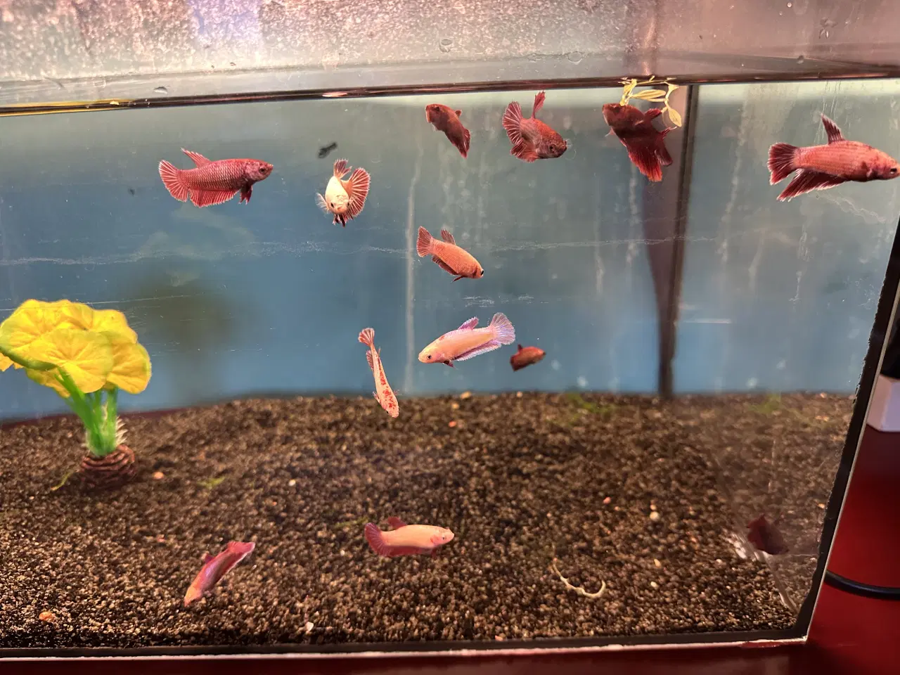 Billede 2 - Siamesiske kampfisk