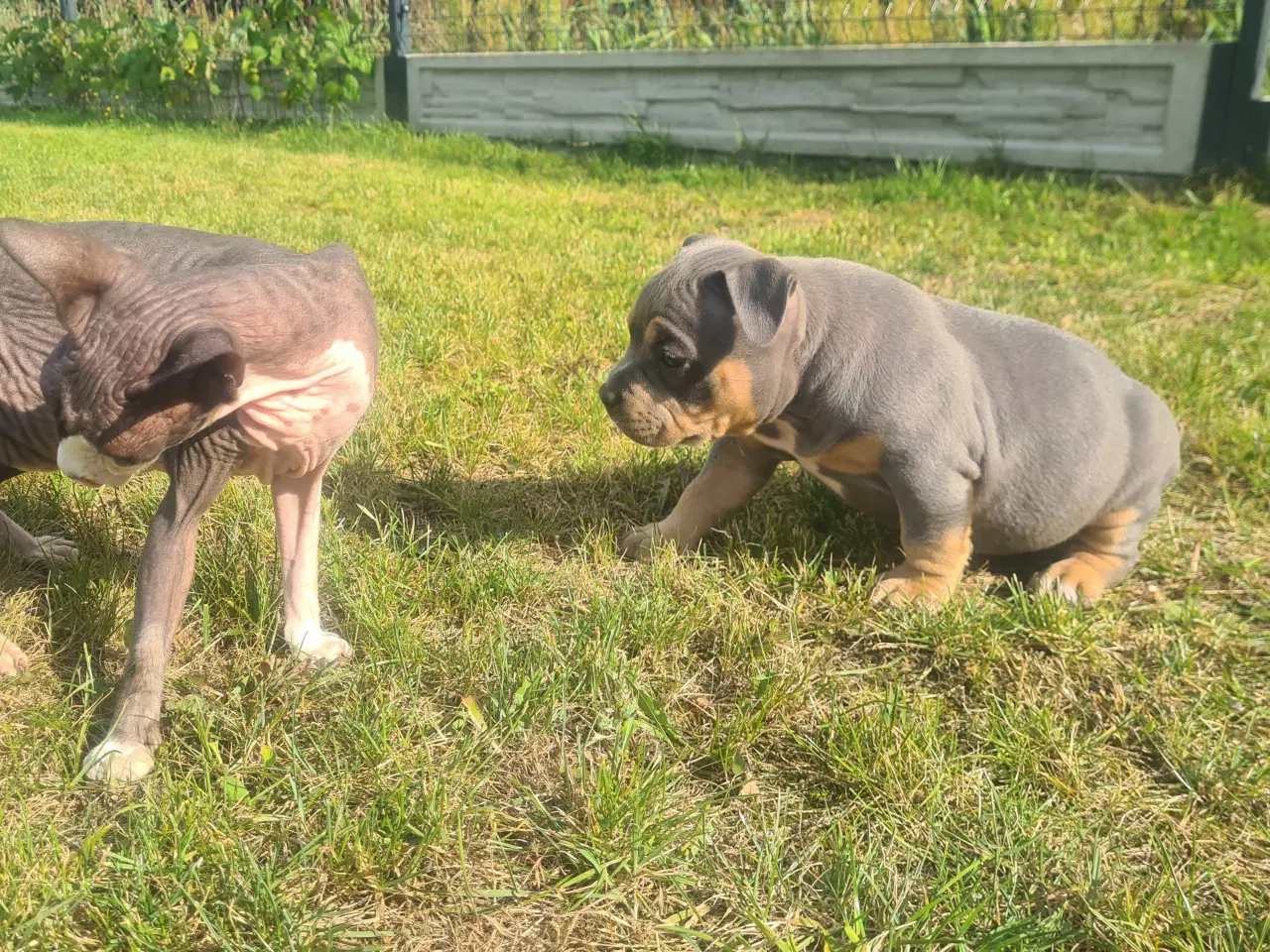 Billede 2 - American Bully Pocket abkc