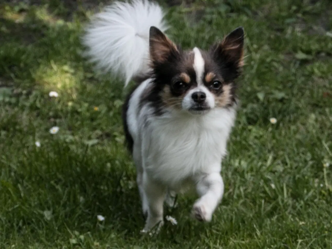 Billede 1 - søger lille voksen hund evt en blandings hund 