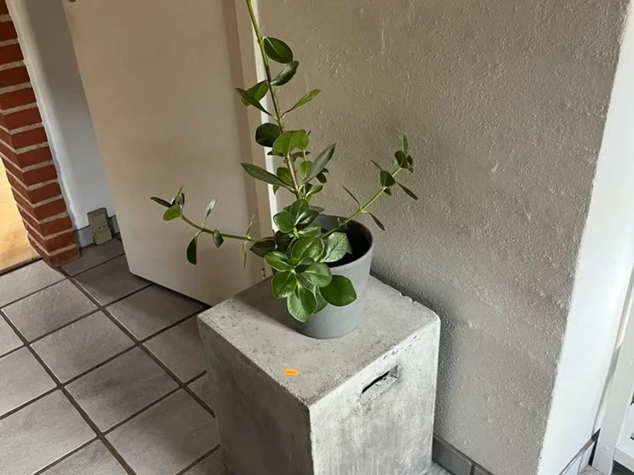 Billede 1 - Betonbord (faux) inkl. plante