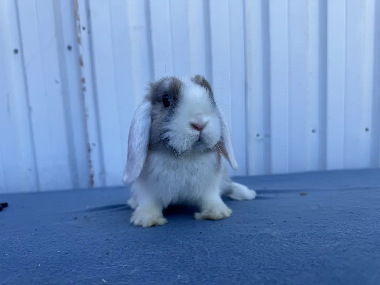 Billede 1 - Salgsklare Dværgvædder Hunkaniner 🐰