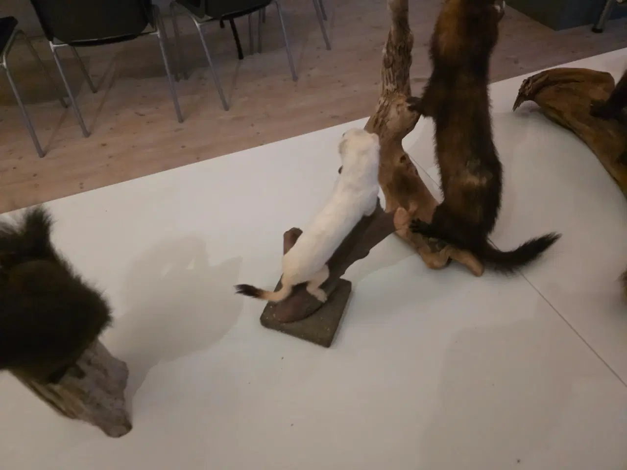 Billede 9 - Rovdyr og Egern, samlet eller hver for sig