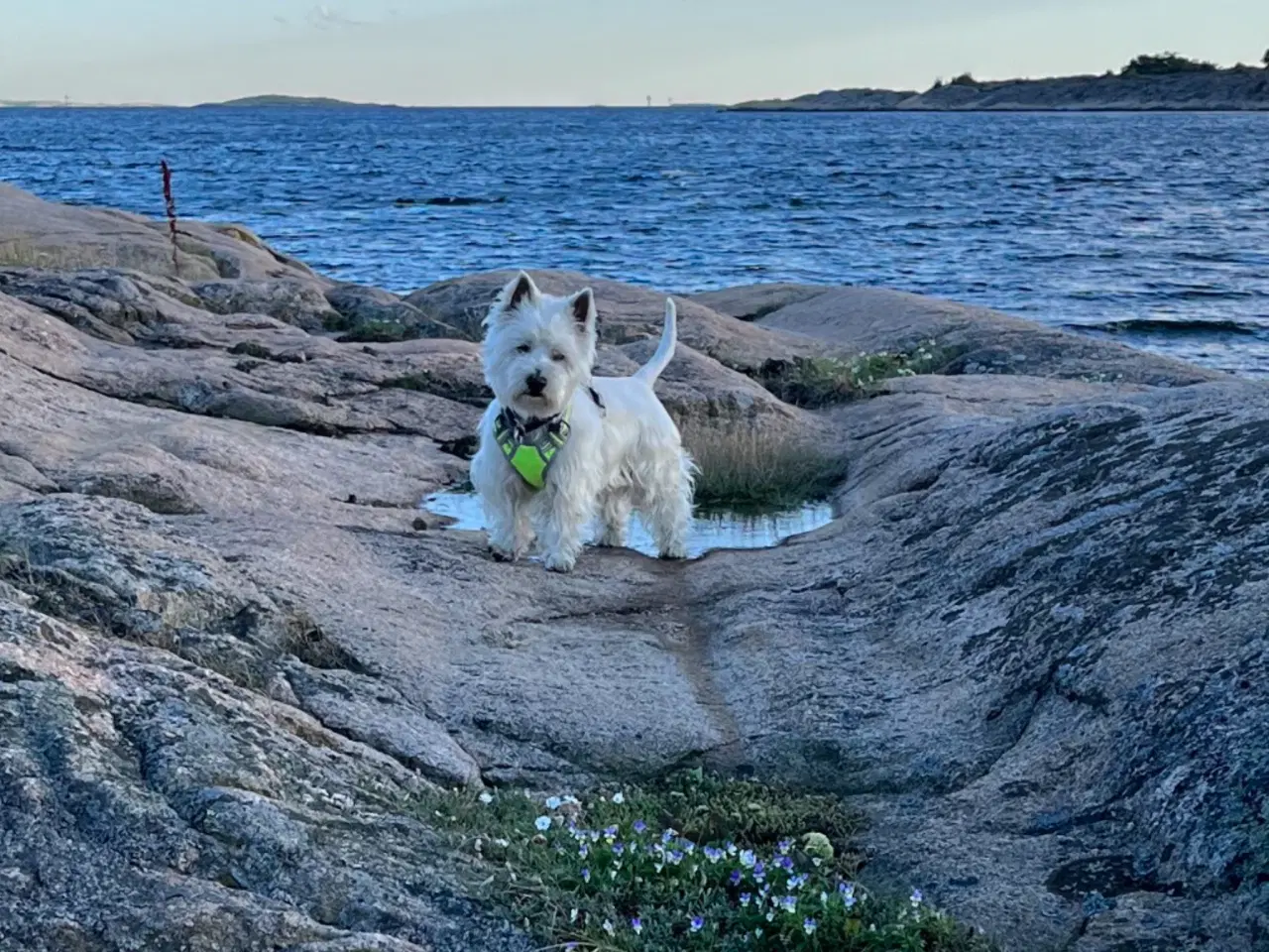 Billede 6 - Sødeste Westie hvalpe