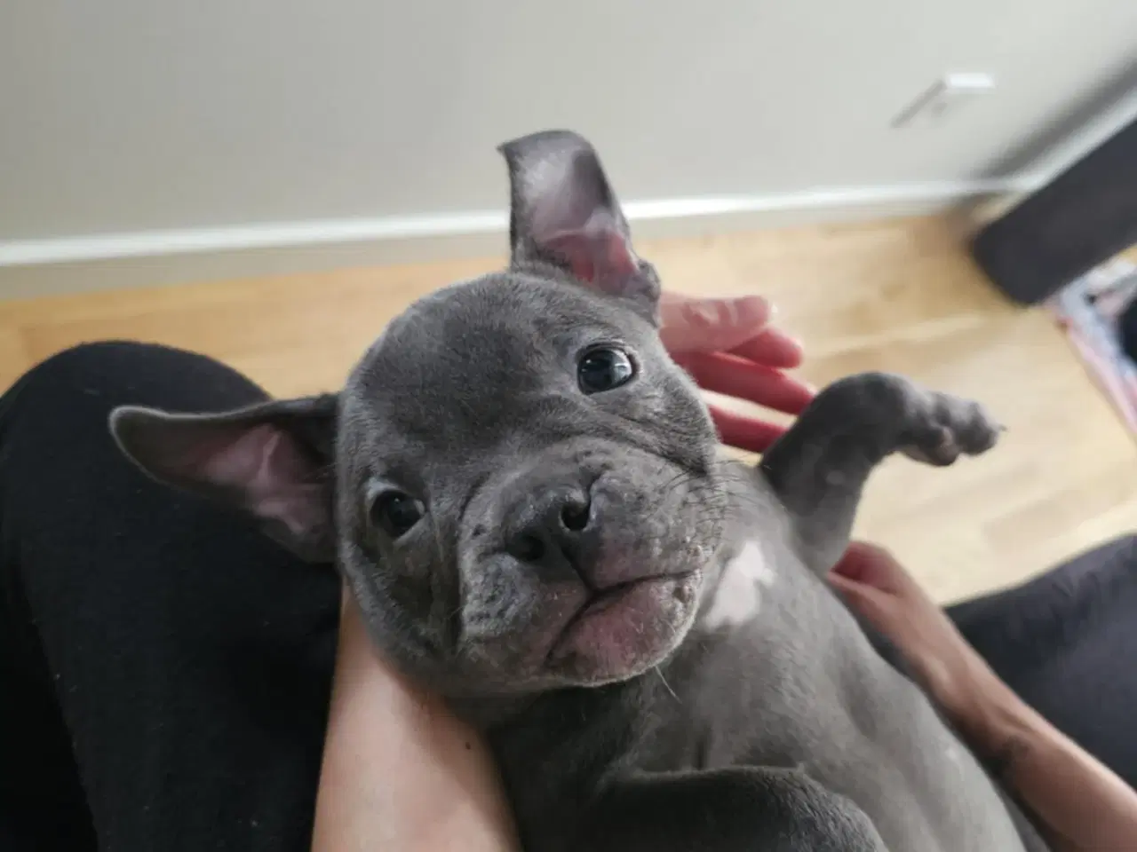 Billede 3 - American bully 