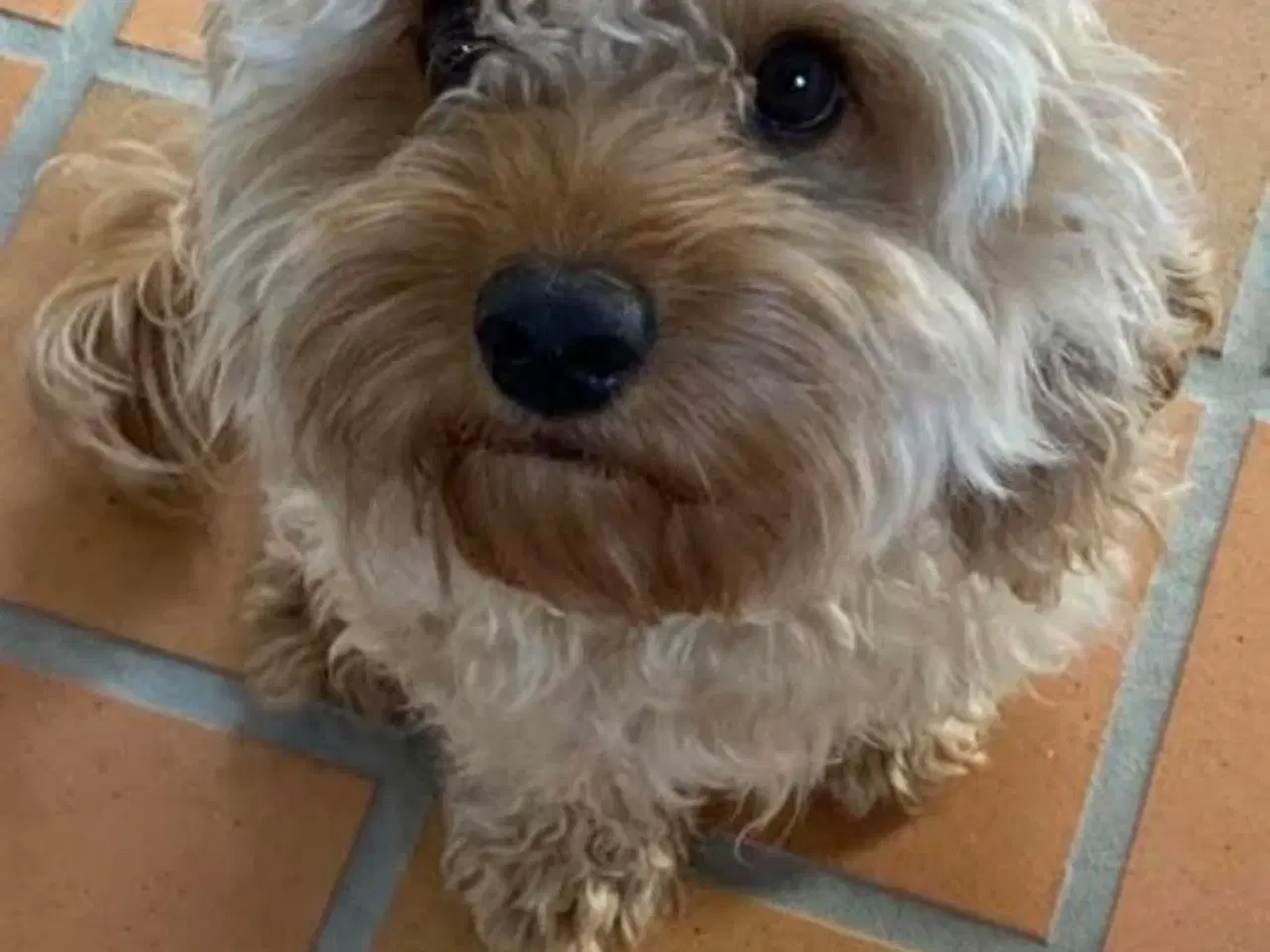 Billede 4 - Fransk cavapoo søger ny sofa arm🥰