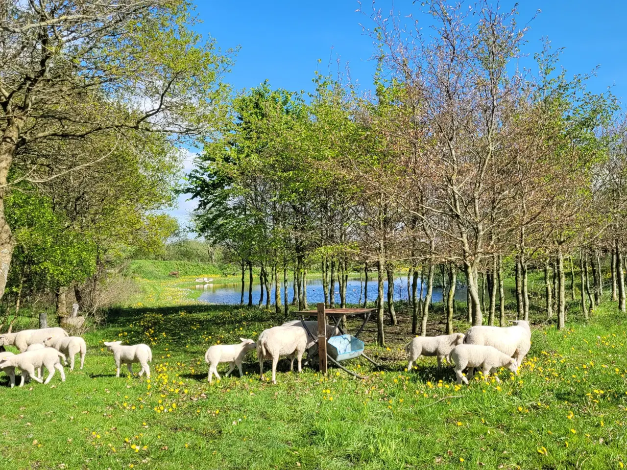 Billede 1 - Texel får med 1 lam