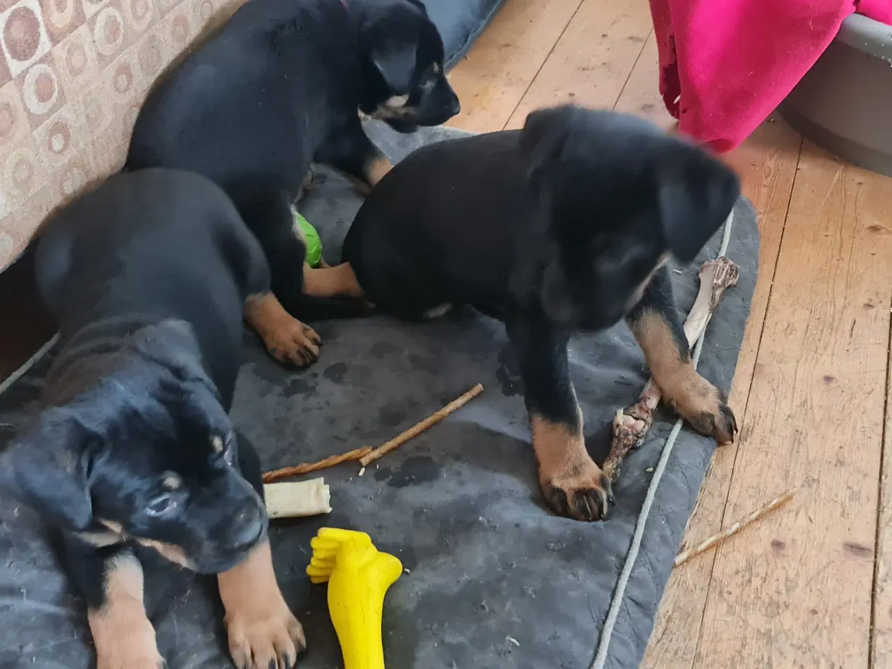 Billede 1 - Rottweiler/Schæfer Hvalpe sælges