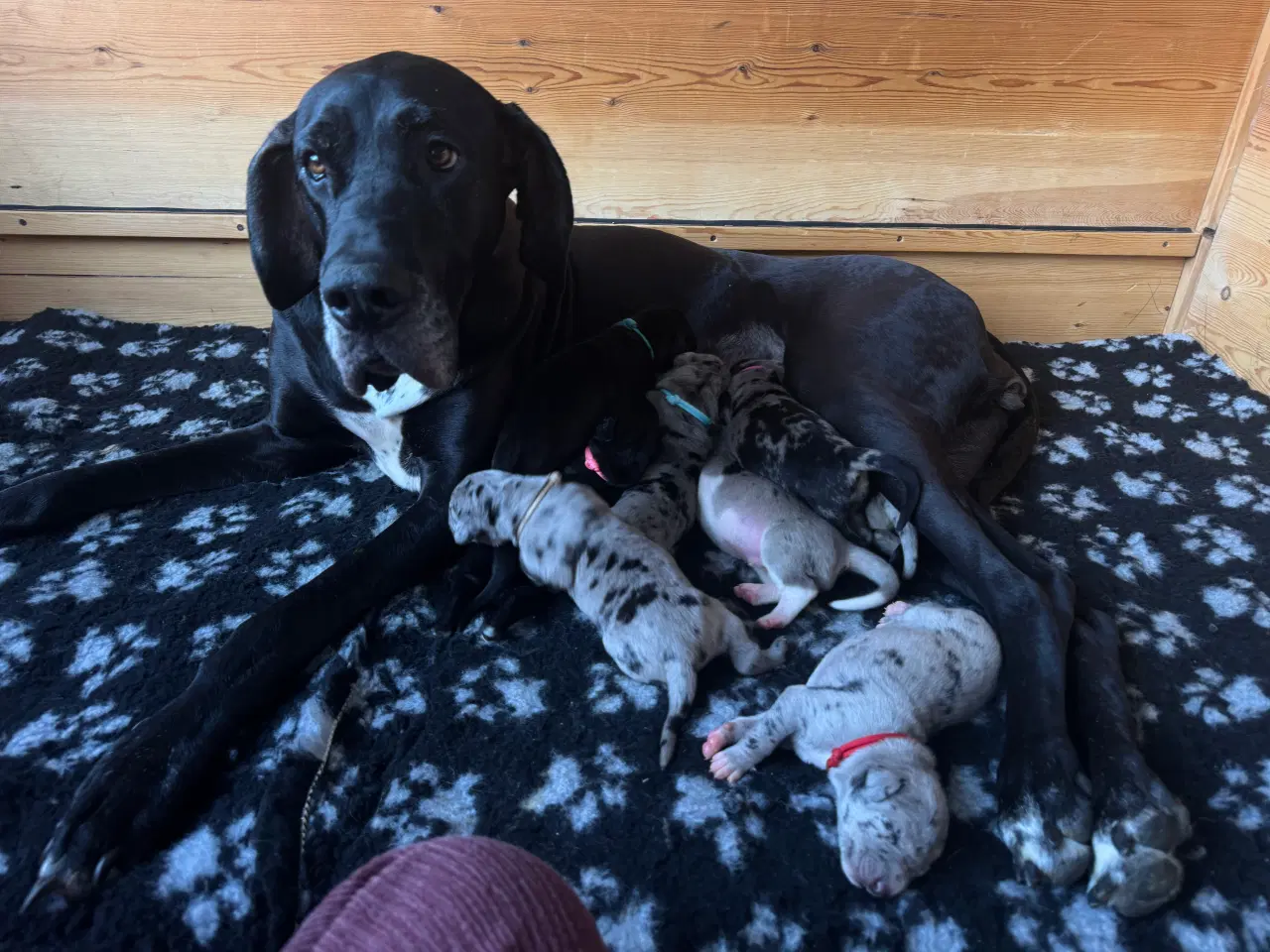 Billede 1 - Grand Danois hvalpe