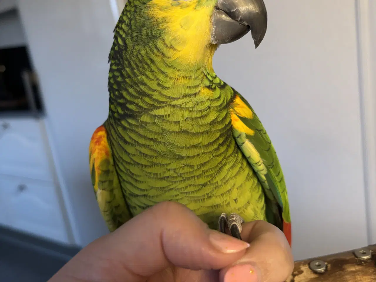 Billede 2 - Blåpandet amazone