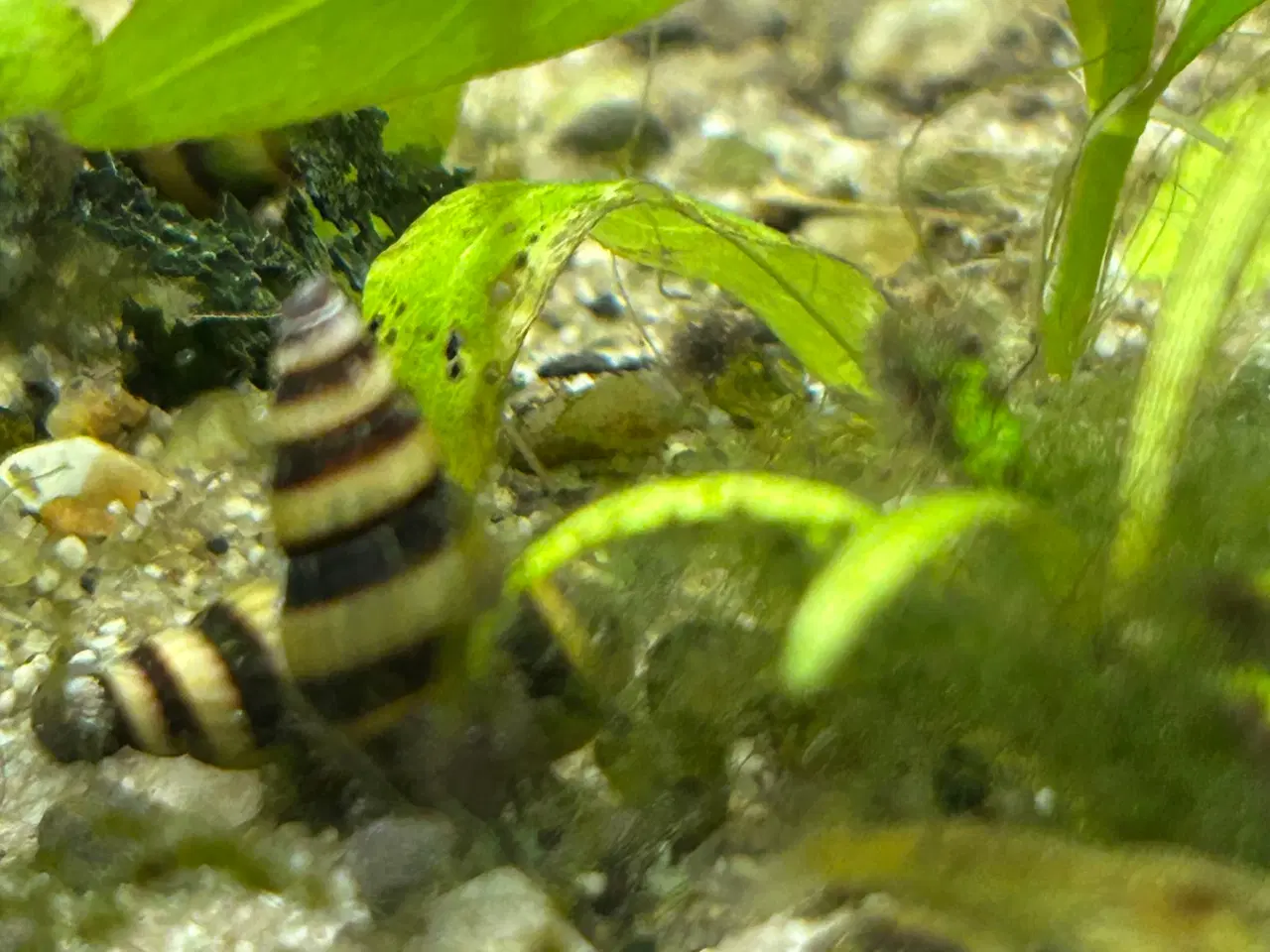 Billede 2 - 🐌 Helena snegle – mod uønskede snegle 5 stk 30 kr