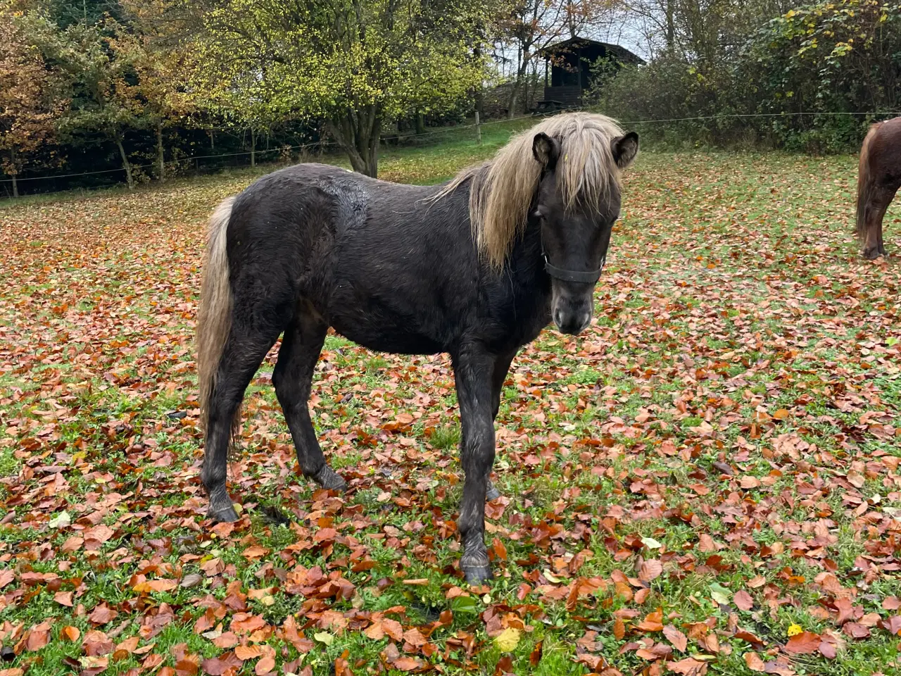 Billede 1 - Hrímfaxi frá Faurby
