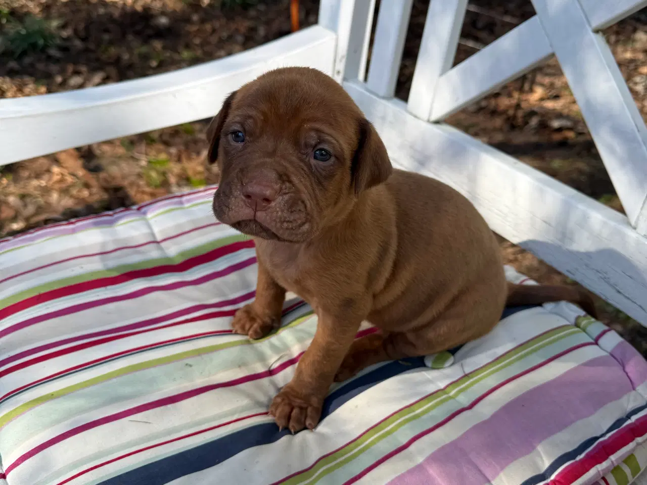 Billede 4 - Smukke fransk mastiff/Dogue de Bordeaux hvalpe 🐾
