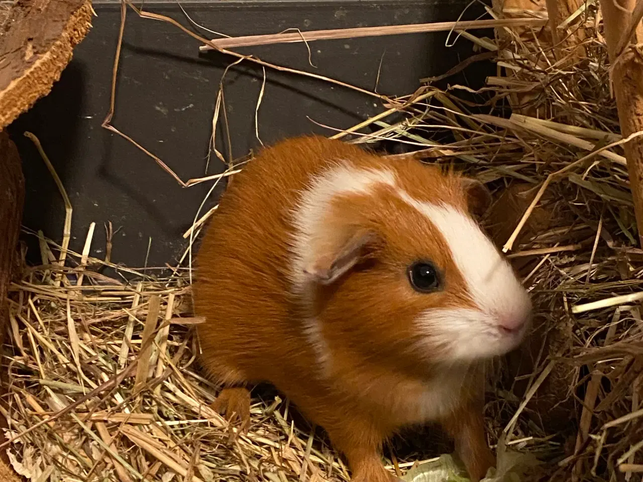 Billede 1 - Marvinunge klar til nyt hjem