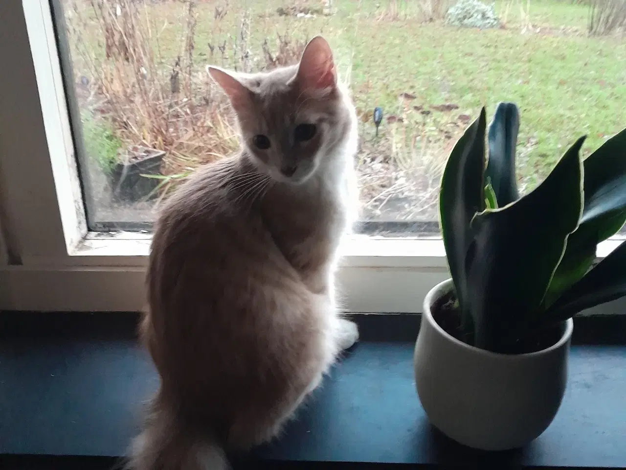 Billede 4 - Skøn maincoone blanding