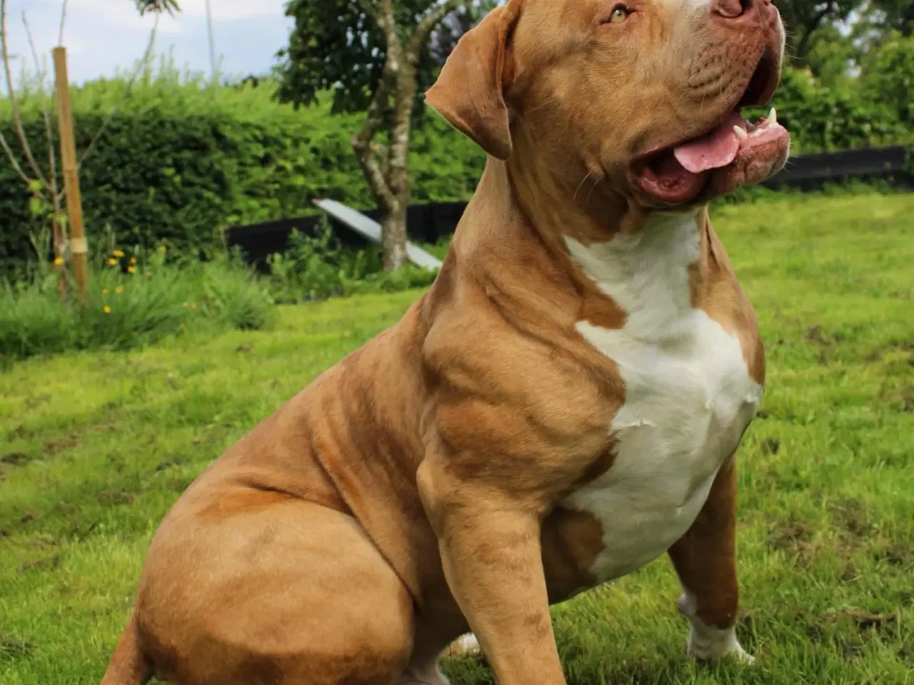 Billede 8 - American Bully tilbydes til avl 