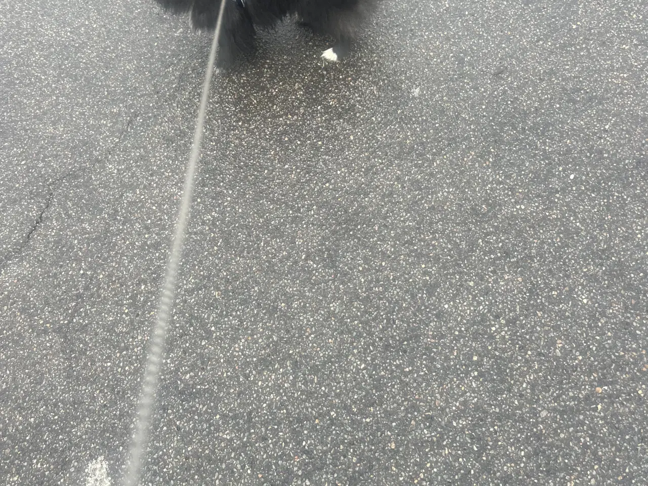 Billede 7 - Pomeranian/ pekineser 