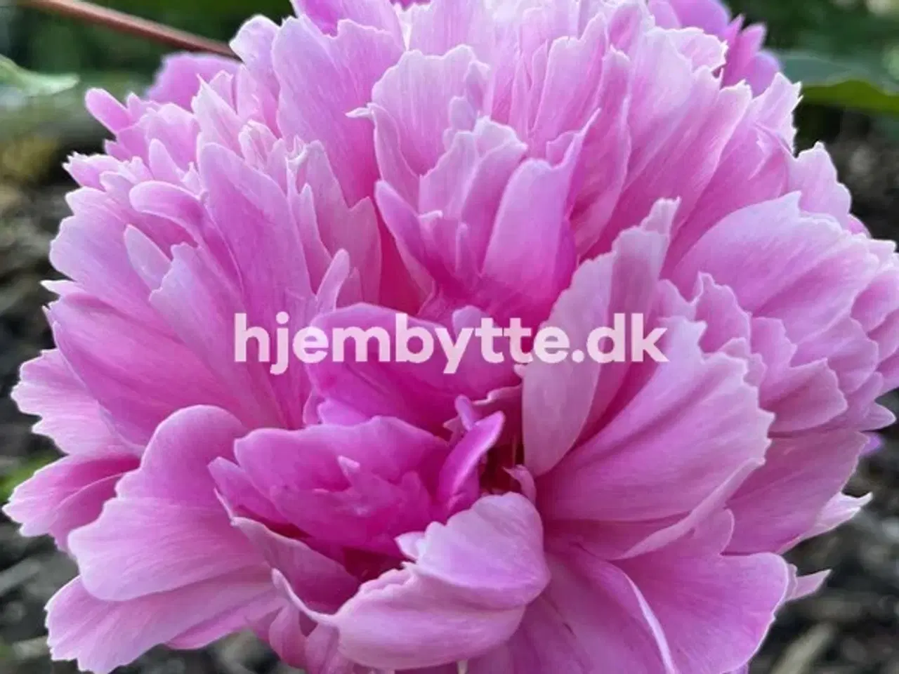 Billede 6 - Hjembytte - Bloustrødvej