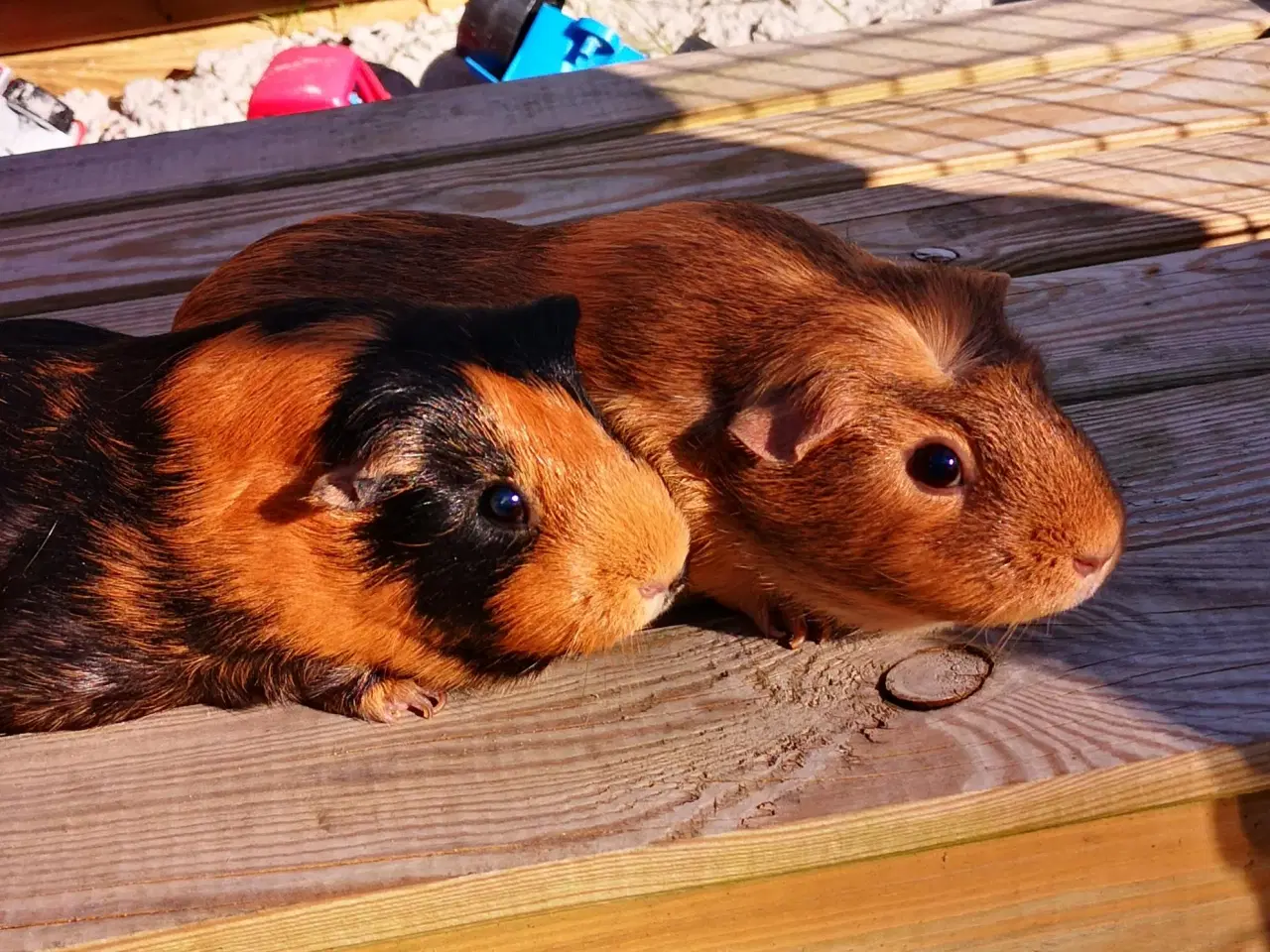 Billede 1 - Marsvin hunner 