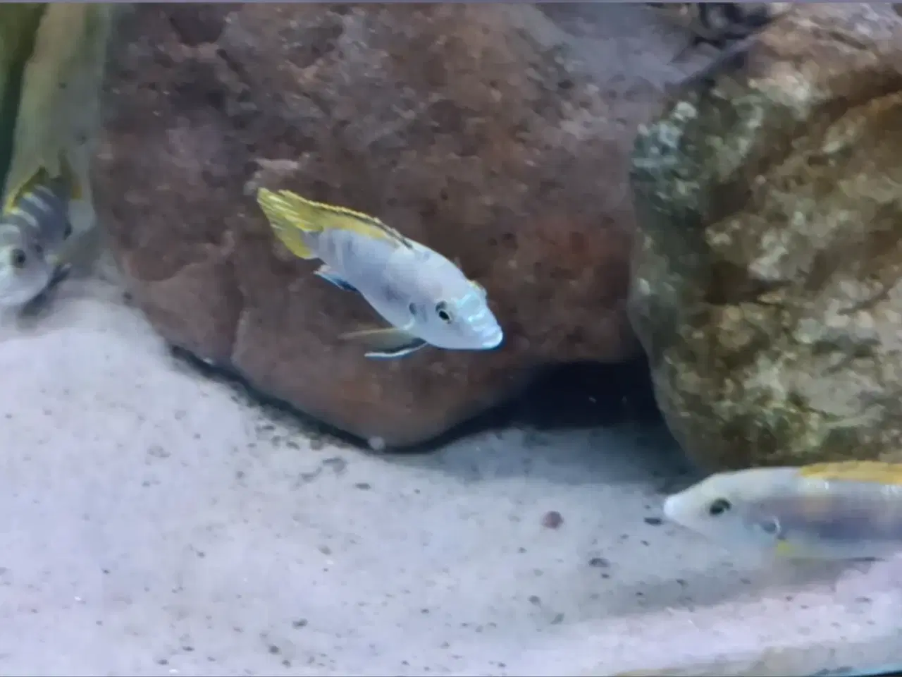 Billede 6 - Avl fra mine flotte  F1 ciclider i smukke nuancer.