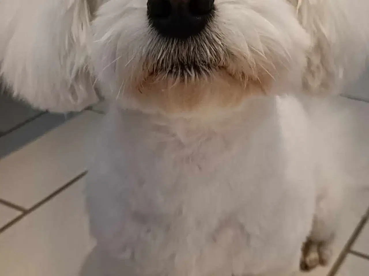 Billede 1 - Coton de Tulear hvalpe 