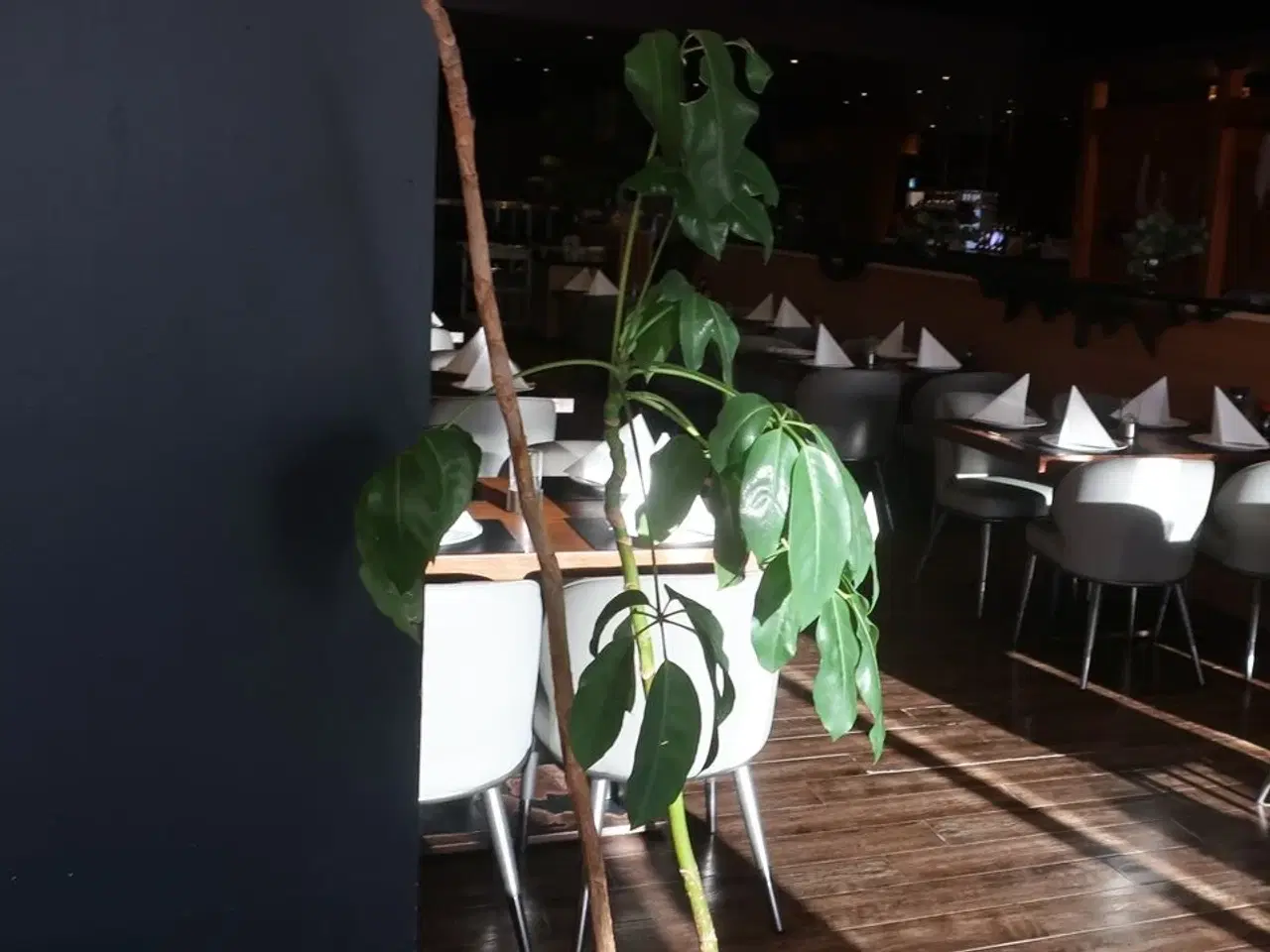 Billede 4 - Plante (ægte)